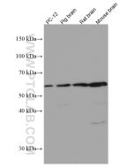 MMP3 Monoclonal antibody proteintech 66338-1-Ig