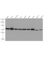 SPTLC1 Monoclonal antibody proteintech 66899-1-Ig