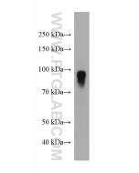 AFM Monoclonal antibody proteintech 66113-1-Ig