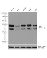 SIRT2 Monoclonal antibody proteintech 66410-1-Ig