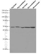 ERMN Monoclonal antibody proteintech 66605-1-Ig