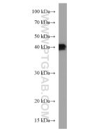 BMI1 Monoclonal antibody proteintech 66161-1-Ig