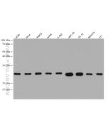 COX4NB Monoclonal antibody proteintech 66547-1-Ig