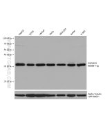 EXOSC2 Monoclonal antibody proteintech 66099-1-Ig