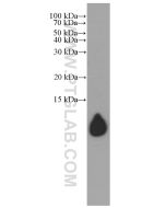 Apolipoprotein A II/APOA2 Monoclonal antibody proteintech 66773-1-Ig