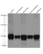 GRIA1 Monoclonal antibody proteintech 67642-1-Ig