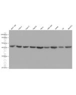 FKBPL Monoclonal antibody proteintech 66389-1-Ig