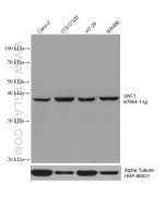 WIF1 Monoclonal antibody proteintech 67904-1-Ig