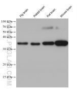Aquaporin 4 Monoclonal antibody proteintech 68448-1-Ig