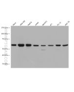 c-SRC Monoclonal antibody proteintech 60315-1-Ig