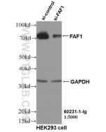 FAF1 Monoclonal antibody proteintech 60231-1-Ig