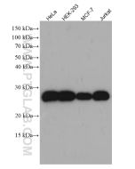 PRDX3 Monoclonal antibody proteintech 66810-1-Ig
