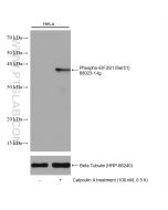 Phospho-EIF2S1 (Ser51) Monoclonal antibody proteintech 68023-1-Ig