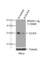 CLIC4 Monoclonal antibody proteintech 66343-1-Ig