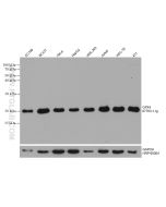 GPX4 Monoclonal antibody proteintech 67763-1-Ig