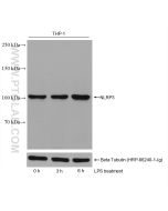 NLRP3 Monoclonal antibody proteintech 68102-1-Ig