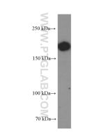 CD45 Monoclonal antibody proteintech 60287-1-Ig
