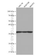 RPS3 Monoclonal antibody proteintech 66046-1-Ig