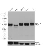 SMAD3 Monoclonal antibody proteintech 66516-1-Ig