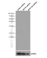 Mouse IgG1 isotype control Monoclonal antibody proteintech 66360-1-Ig