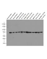 Lamin B1 Monoclonal antibody proteintech 66095-1-Ig