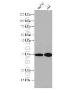 TRIM40 Monoclonal antibody proteintech 67073-1-Ig