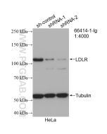 LDLR Monoclonal antibody proteintech 66414-1-Ig