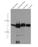 SMMHC Monoclonal antibody proteintech 60222-1-Ig