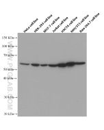 STK3/MST2 Monoclonal antibody proteintech 66637-1-Ig