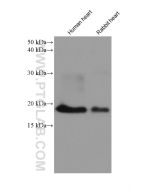 Myosin Light Chain 2/MLC-2V Monoclonal antibody proteintech 60229-1-Ig