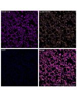 Anti-Human CD68 (Y1/82A) proteintech 65187-1-Ig