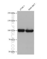 TLR4 Monoclonal antibody proteintech 66350-1-Ig