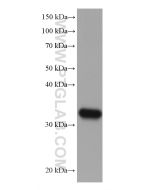 ELAVL4 Monoclonal antibody proteintech 67835-1-Ig