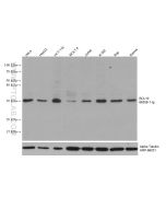 BCL10 Monoclonal antibody proteintech 66556-1-Ig