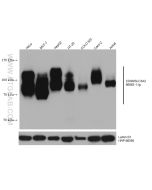 CD98/SLC3A2 Monoclonal antibody proteintech 66883-1-Ig