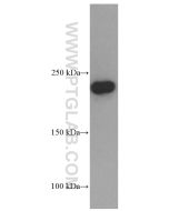 MYH9 Monoclonal antibody proteintech 60233-1-Ig