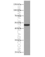 MRPS27 Monoclonal antibody proteintech 66724-1-Ig