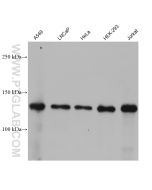 SIRT1 Monoclonal antibody proteintech 60303-1-Ig