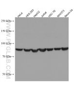 HSP90 Monoclonal antibody proteintech 67450-1-Ig