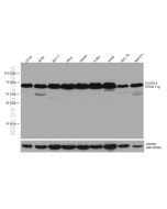 EXOSC9 Monoclonal antibody proteintech 67636-1-Ig