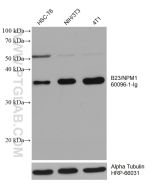 B23/NPM1 Monoclonal antibody proteintech 60096-1-Ig