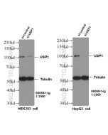 USP1 Monoclonal antibody proteintech 66069-1-Ig