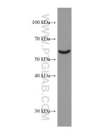 OMA1 Monoclonal antibody proteintech 67449-1-Ig