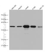 CDK6 Monoclonal antibody proteintech 66278-1-Ig