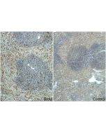 BrdU Monoclonal antibody proteintech 66241-1-Ig