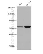 KMO Monoclonal antibody proteintech 60029-1-Ig