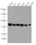 MFN1 Monoclonal antibody proteintech 66776-1-Ig
