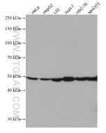 GLUD1 Monoclonal antibody proteintech 67026-1-Ig