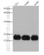IFITM1-Specific Monoclonal antibody proteintech 60074-1-Ig
