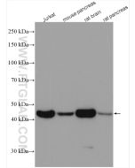 Beta Actin Monoclonal antibody proteintech 66009-1-Ig